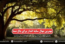 راهنمای جامع انتخاب نهال‌های سایه‌انداز برای باغ‌های ایران