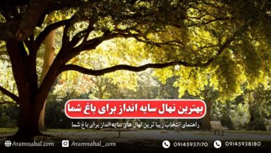 راهنمای جامع انتخاب نهال‌های سایه‌انداز برای باغ‌های ایران