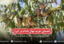 راهنمای خرید نهال بادام در ایران نکاتی که باید بدانید