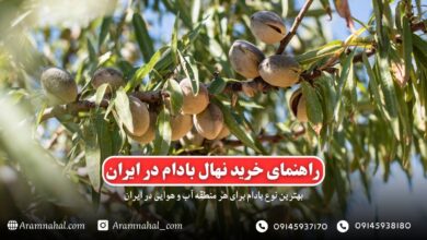 راهنمای خرید نهال بادام در ایران نکاتی که باید بدانید