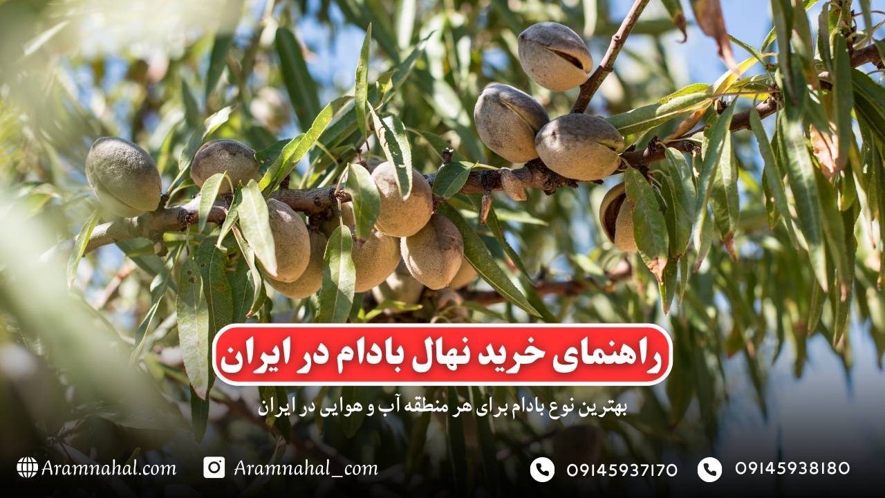 راهنمای خرید نهال بادام در ایران نکاتی که باید بدانید