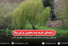 راهنمای خرید نهال بید مجنون برای زیبا سازی ویلا و شهر ها