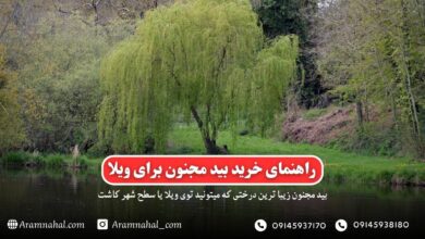 راهنمای خرید نهال بید مجنون برای زیبا سازی ویلا و شهر ها