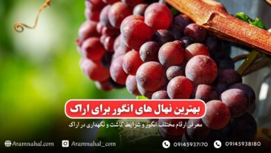 بهترین نهال انگور برای اراک راهنمای خرید و کاشت