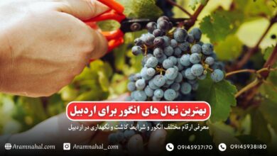 بهترین نهال انگور برای اردبیل راهنمای خرید و کاشت