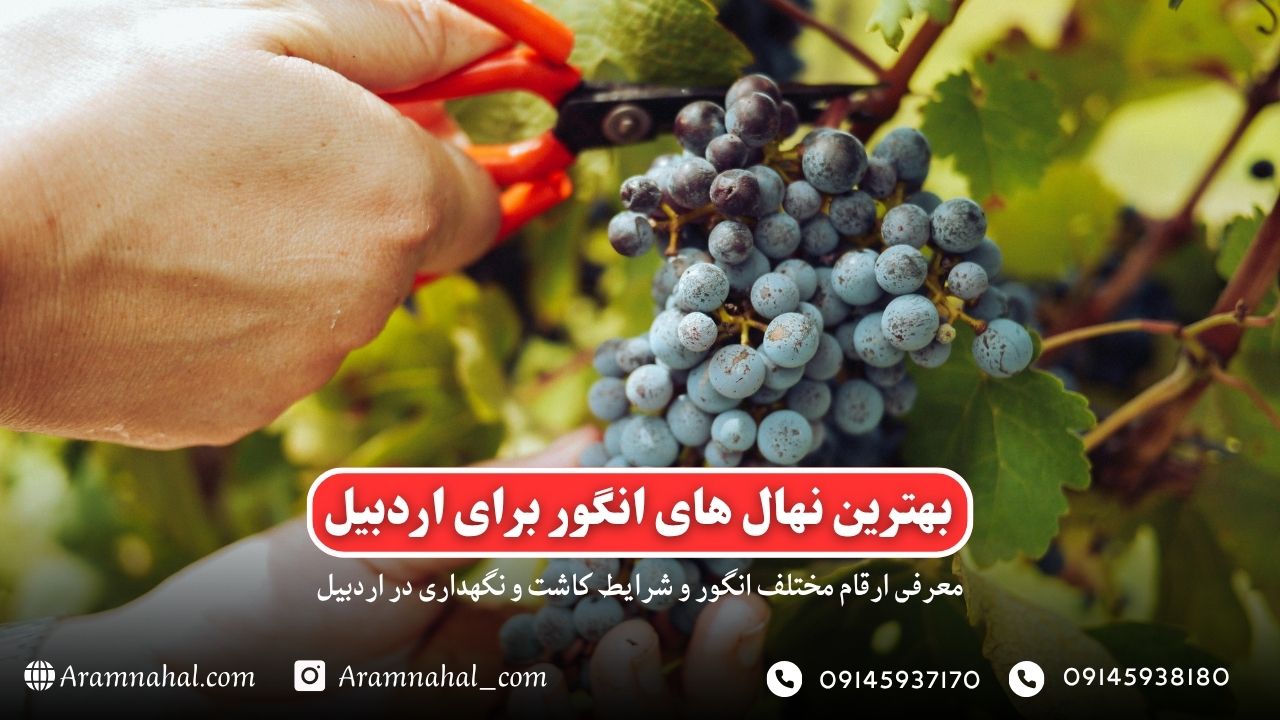 بهترین نهال انگور برای اردبیل راهنمای خرید و کاشت