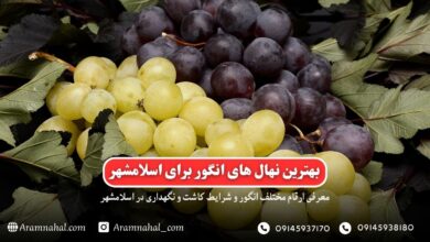 بهترین نهال انگور برای اسلامشهر راهنمای خرید و کاشت