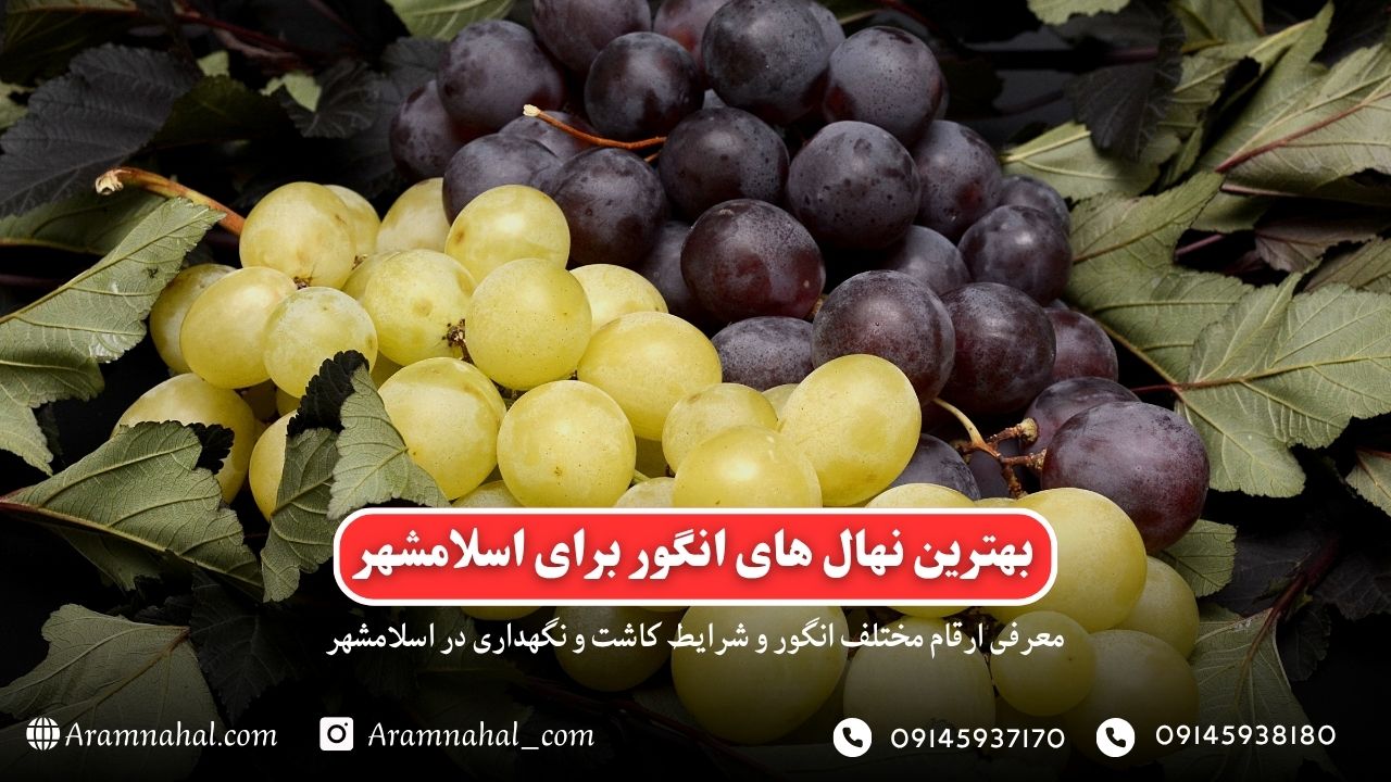 بهترین نهال انگور برای اسلامشهر راهنمای خرید و کاشت