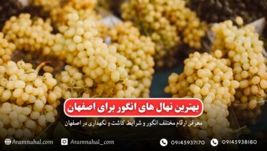 بهترین نهال انگور برای اصفهان-راهنمای خرید و کاشت