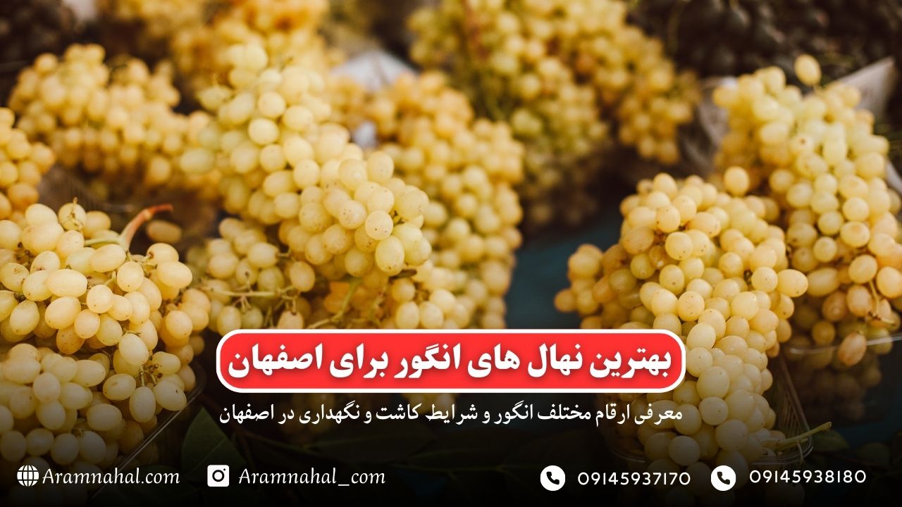 بهترین نهال انگور برای اصفهان-راهنمای خرید و کاشت