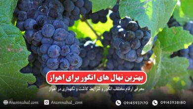 بهترین نهال انگور برای اهواز راهنمای خرید و کاشت