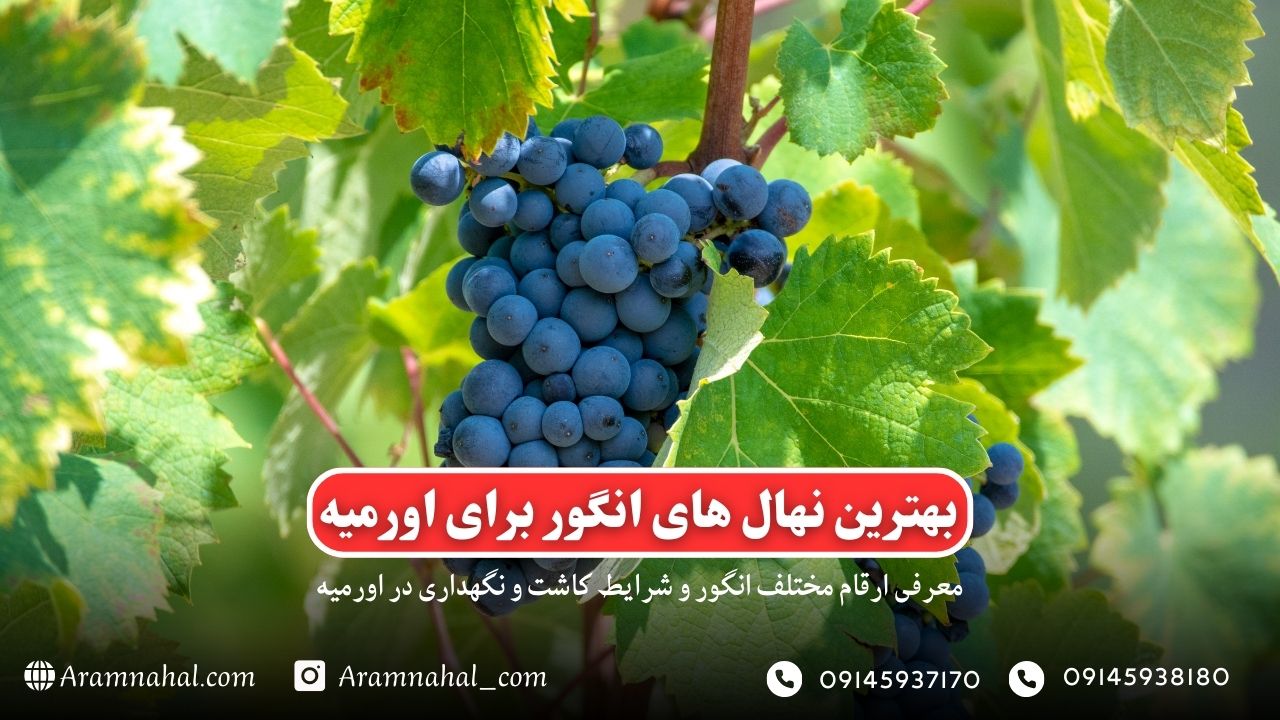 بهترین نهال انگور برای اورمیه راهنمای خرید و کاشت