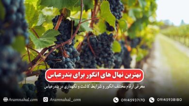 بهترین نهال انگور برای بندر عباس راهنمای خرید و کاشت