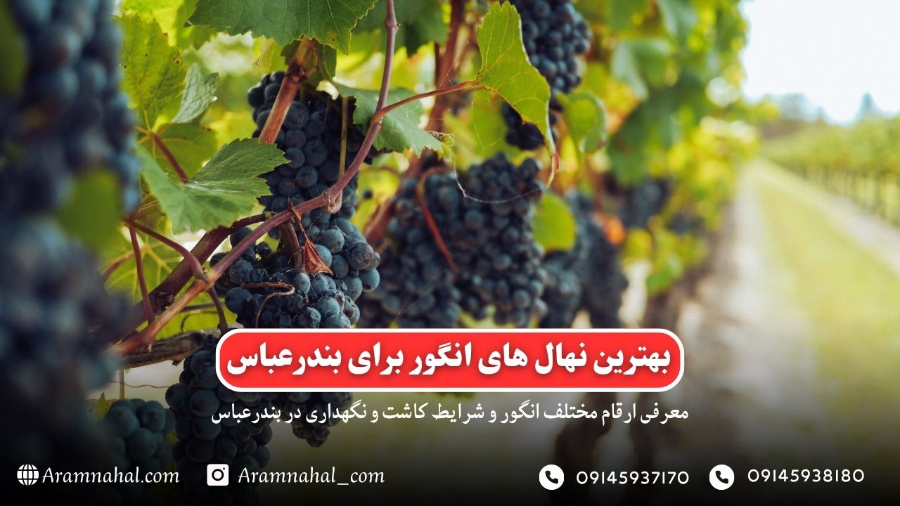 بهترین نهال انگور برای بندر عباس راهنمای خرید و کاشت