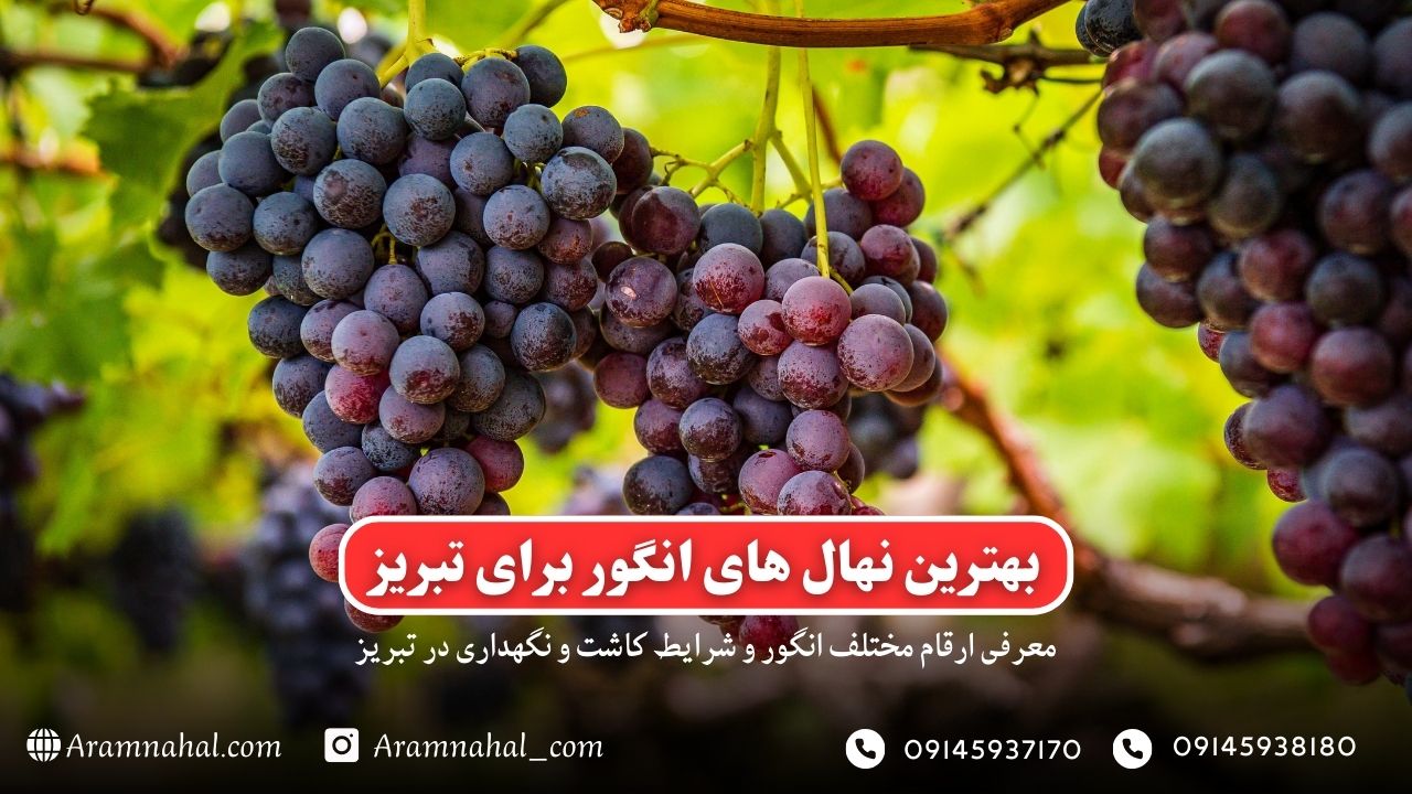 بهترین نهال انگور برای تبریز راهنمای خرید و کاشت