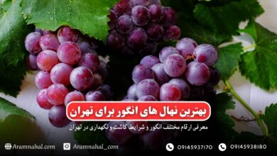 بهترین نهال انگور برای تهران-راهنمای خرید و کاشت