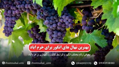 بهترین نهال انگور برای خرم اباد راهنمای خرید و کاشت