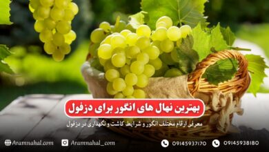بهترین نهال انگور برای دزفول راهنمای خرید و کاشت