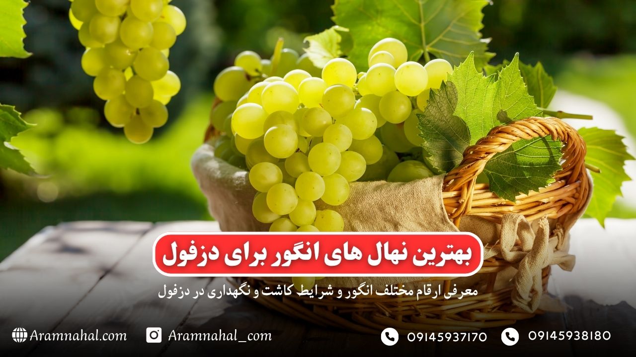 بهترین نهال انگور برای دزفول راهنمای خرید و کاشت