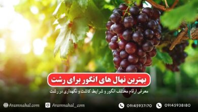 بهترین نهال انگور برای رشت راهنمای خرید و کاشت