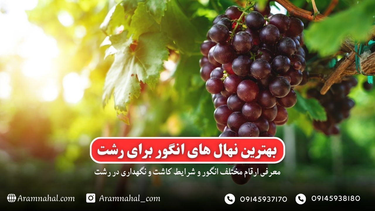 بهترین نهال انگور برای رشت راهنمای خرید و کاشت