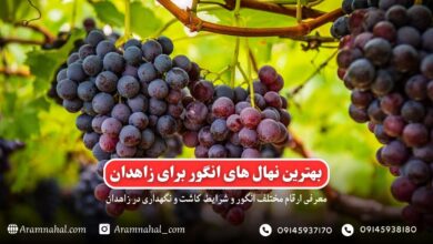 بهترین نهال انگور برای زاهدان راهنمای خرید و کاشت