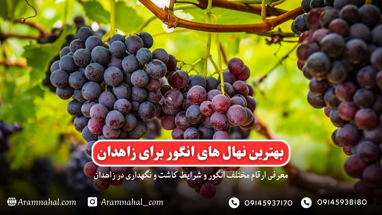 بهترین نهال انگور برای زاهدان راهنمای خرید و کاشت