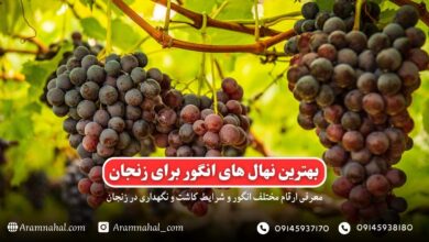 بهترین نهال انگور برای زنجان راهنمای خرید و کاشت