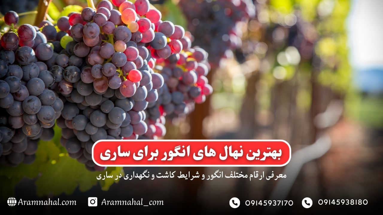بهترین نهال انگور برای ساری راهنمای خرید و کاشت
