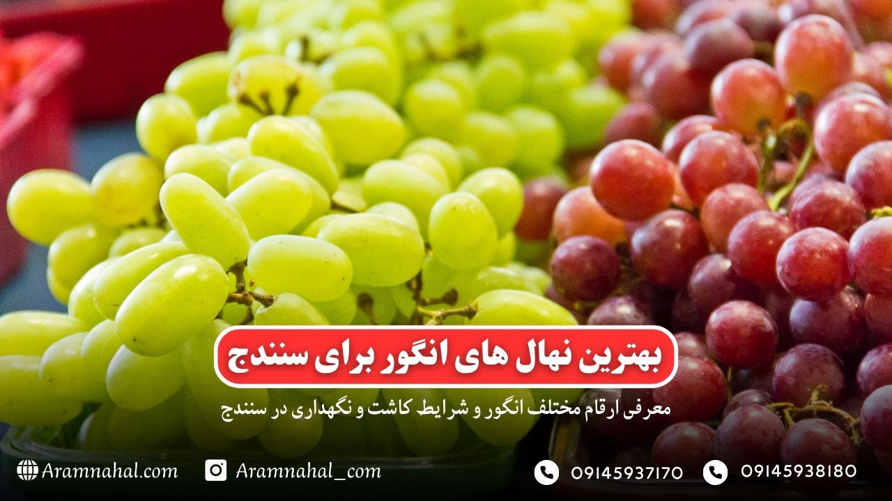 بهترین نهال انگور برای سنندج راهنمای خرید و کاشت