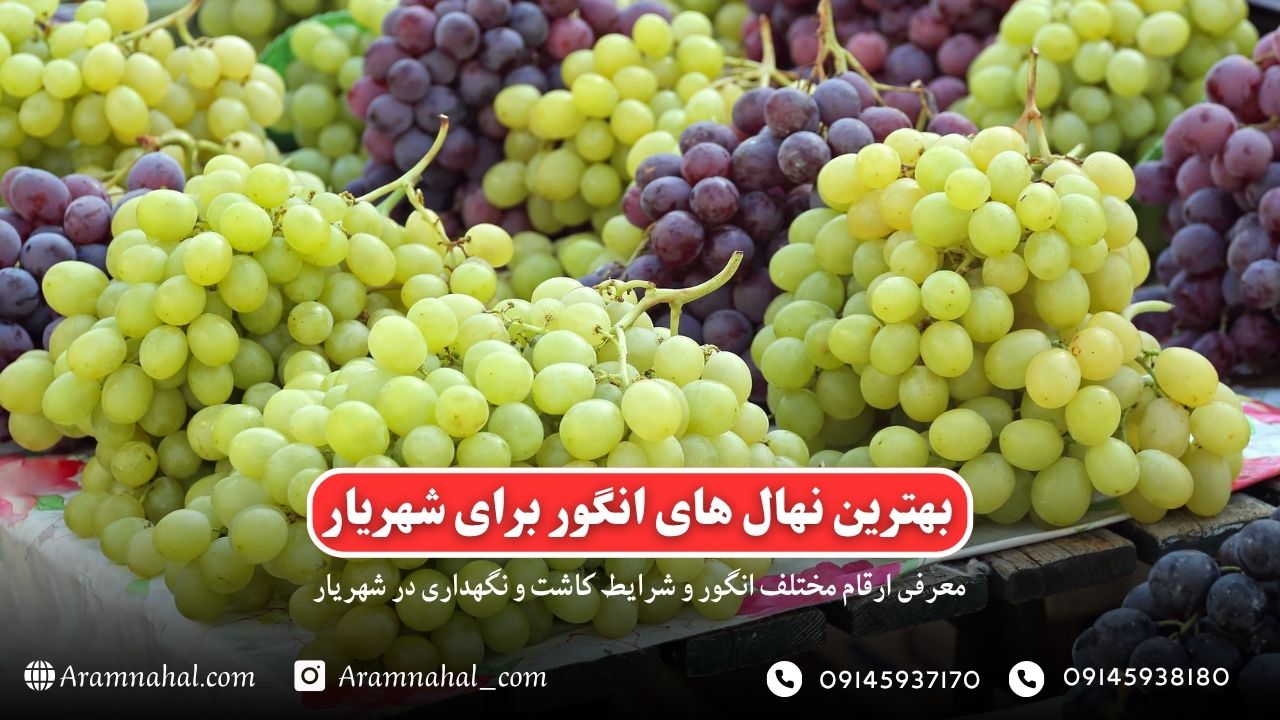 بهترین نهال انگور برای شهریار راهنمای خرید و کاشت