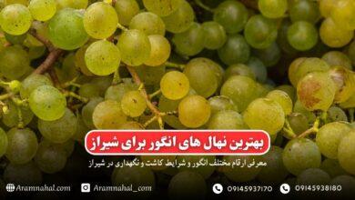 بهترین نهال انگور برای شیراز-راهنمای خرید و کاشت