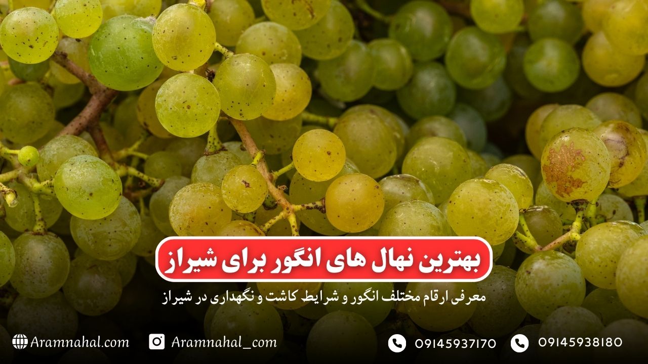 بهترین نهال انگور برای شیراز-راهنمای خرید و کاشت