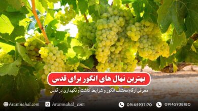 بهترین نهال انگور برای قدس راهنمای خرید و کاشت