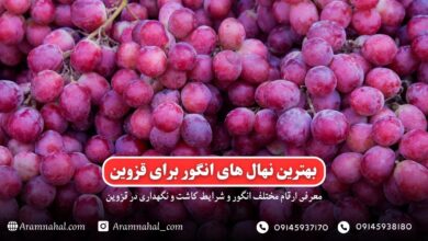 بهترین نهال انگور برای قزوین راهنمای خرید و کاشت