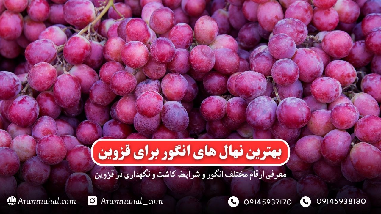 بهترین نهال انگور برای قزوین راهنمای خرید و کاشت