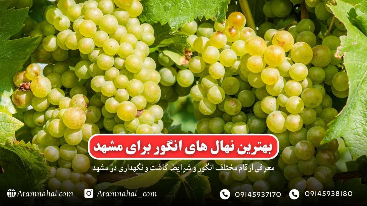 بهترین نهال انگور برای مشهد-راهنمای خرید و کاشت