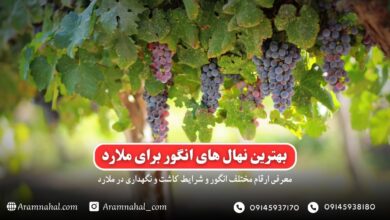 بهترین نهال انگور برای ملارد راهنمای خرید و کاشت