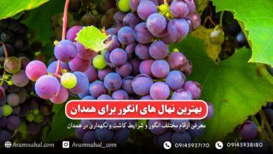 بهترین نهال انگور برای همدان راهنمای خرید و کاشت