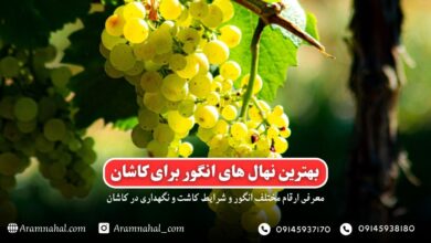 بهترین نهال انگور برای کاشان راهنمای خرید و کاشت
