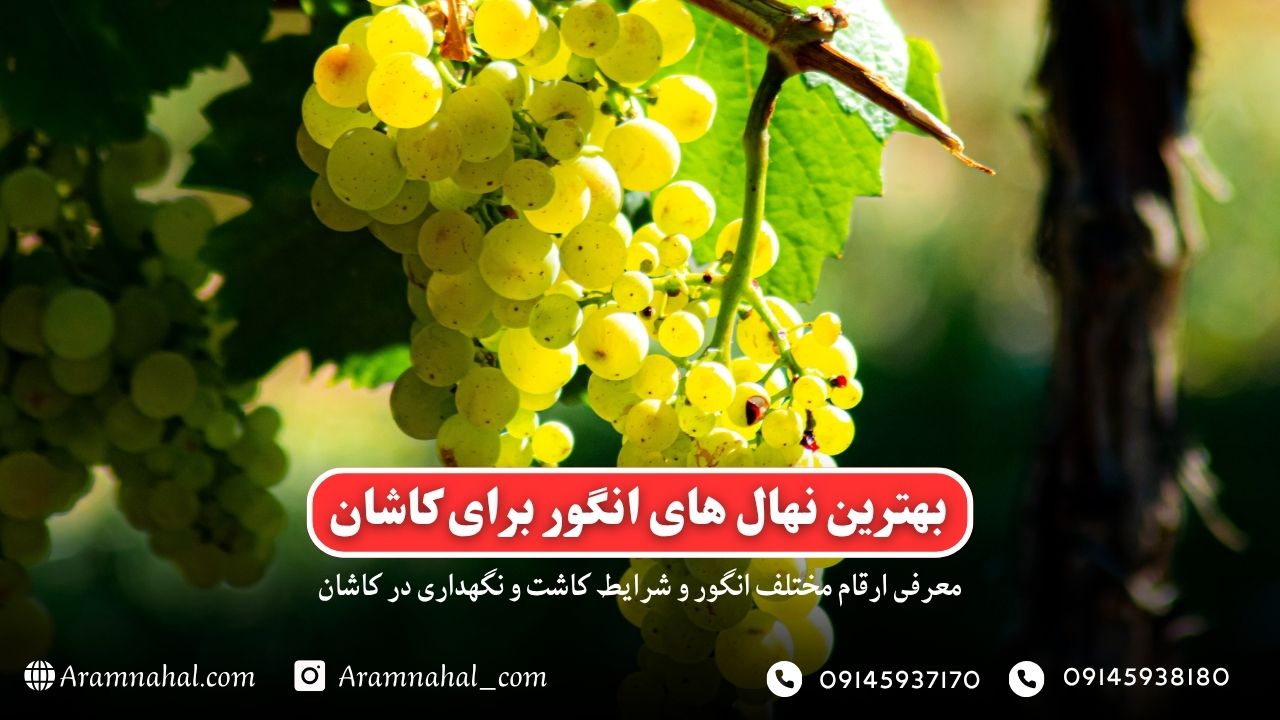 بهترین نهال انگور برای کاشان راهنمای خرید و کاشت