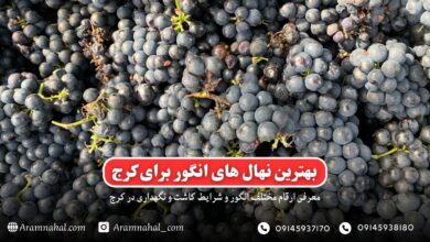 بهترین نهال انگور برای کرج-راهنمای خرید و کاشت