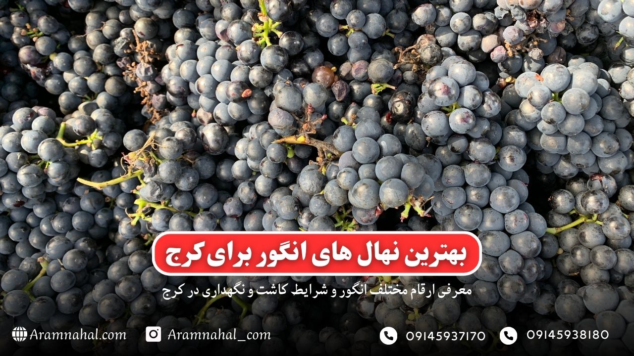 بهترین نهال انگور برای کرج-راهنمای خرید و کاشت