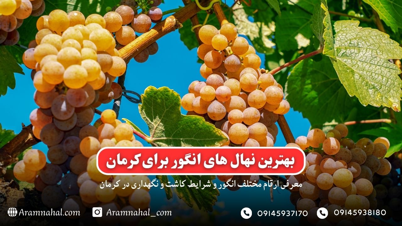 بهترین نهال انگور برای کرمان راهنمای خرید و کاشت