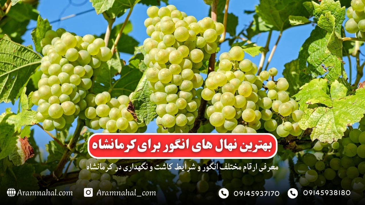 بهترین نهال انگور برای کرمانشاه راهنمای خرید و کاشت