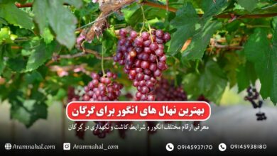 بهترین نهال انگور برای گرگان راهنمای خرید و کاشت