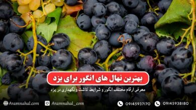 بهترین نهال انگور برای یزد راهنمای خرید و کاشت