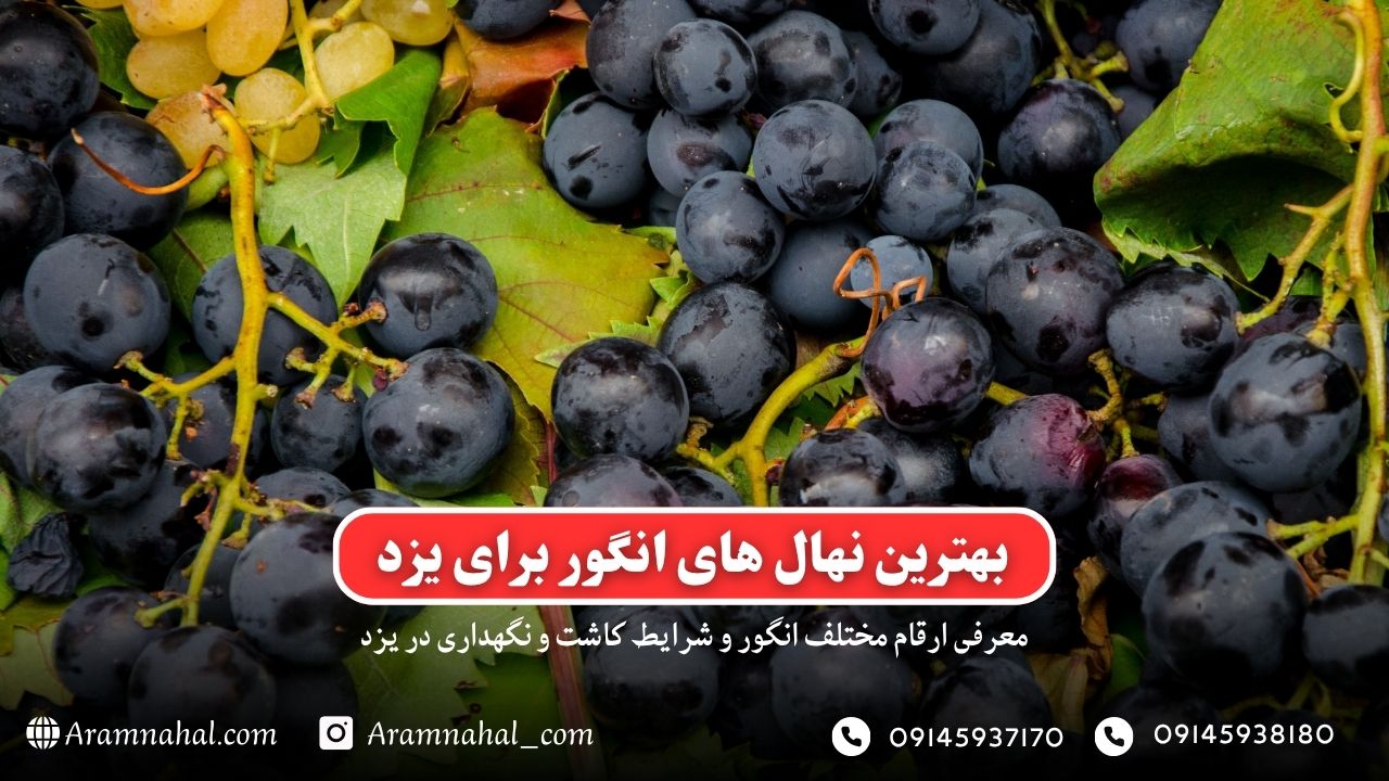 بهترین نهال انگور برای یزد راهنمای خرید و کاشت