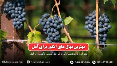 بهترین نهال انگور برای آمل راهنمای خرید و کاشت