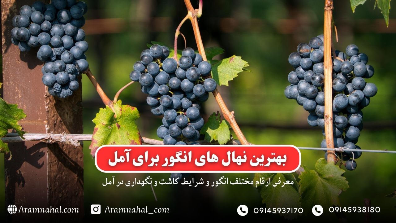 بهترین نهال انگور برای آمل راهنمای خرید و کاشت